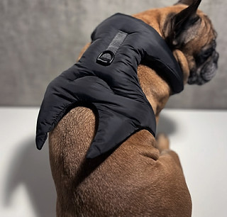 Dog Techwear | Avantgarde French Bulldog Dogwear | BESTFREND